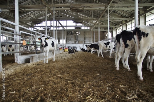 牛舎で飼育される乳牛 © goro20
