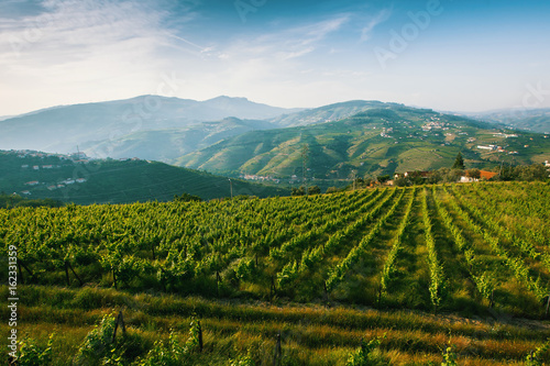 Vineyards are on a hills of the Douro Valley, Portugal.
