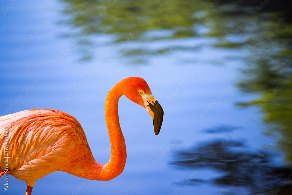Fototapeta premium Pink flamingo on a pond in nature