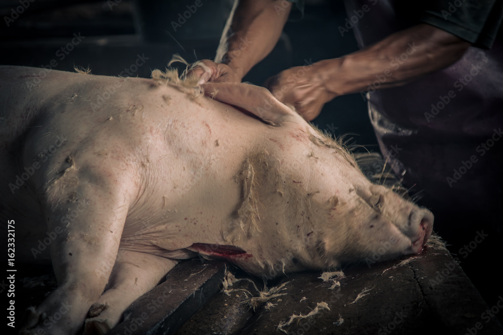 Swine slaughterhouse uses hot water for swine breeding in Thailand.