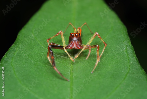 Macro Photography - A  Jumping Spider standing up top of finger. Image has grain or blurry or noise and soft focus when view at full resolution. (Shallow DOF) © ismiza