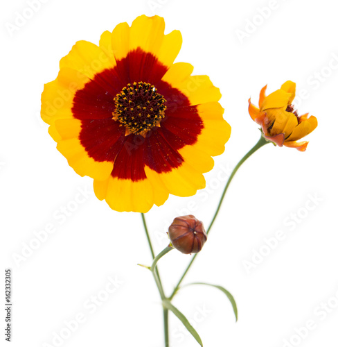 Yellow flower with red center on a white background