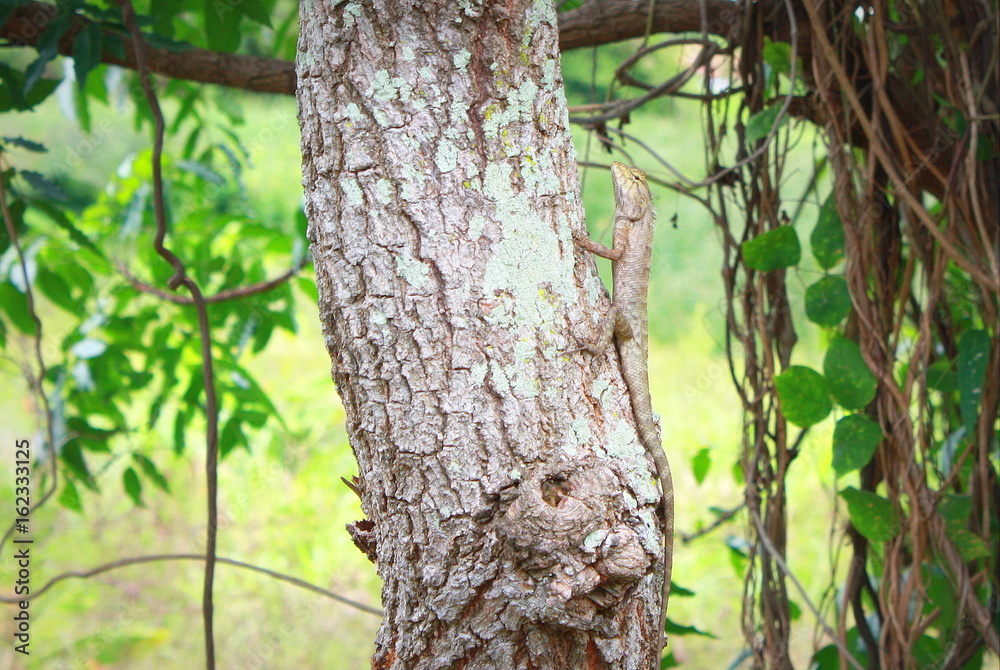 Chameleon on the tree