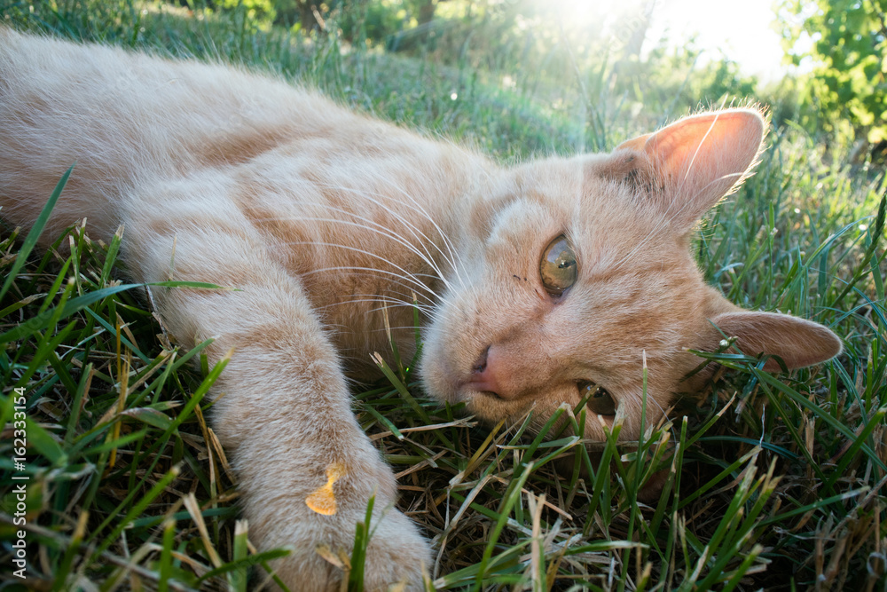 Playful cat lying in grass, looking at camera Playful cat lying in grass, looking at camera