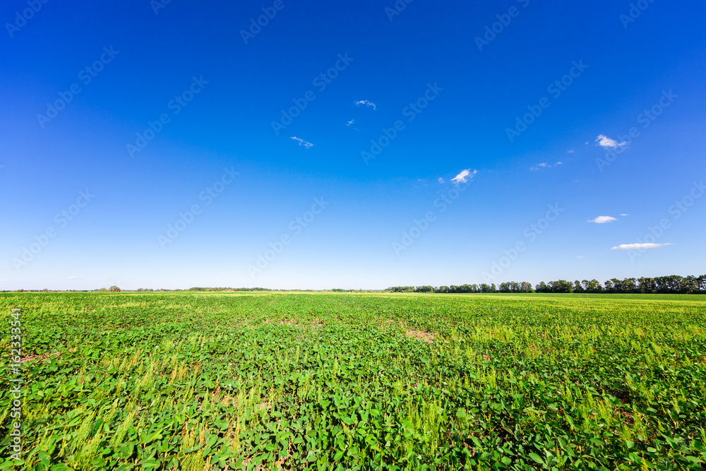 Green Field and Beautiful Sunset Green Field and Beautiful Sunset