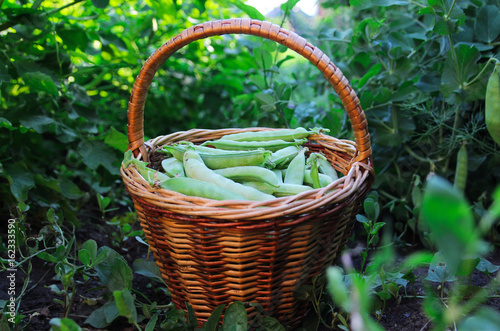 green peas. Fresh harvest of peas. Summer garden.