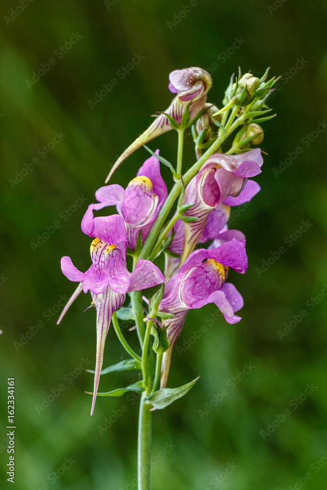Linaria triornithophora. Flores de Pajarillos.