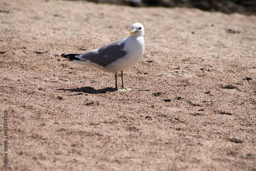 Fototapeta premium Die Silbermöwe