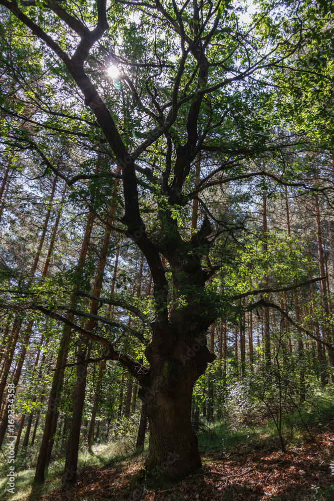Roble albar en bosque de Pinos albares. Quercus petraea. Pinus sylvestris.