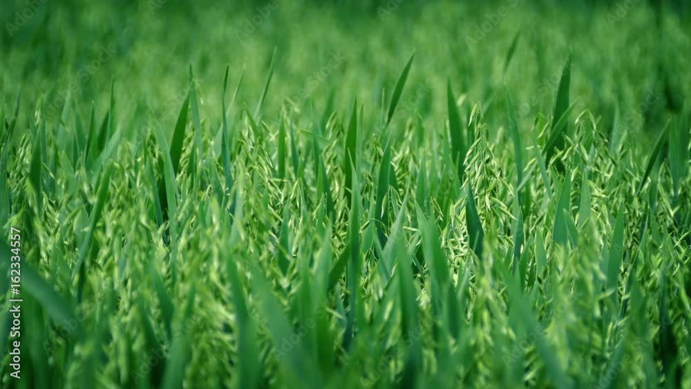 Corn Shaking In The Wind Corn Shaking In The Wind