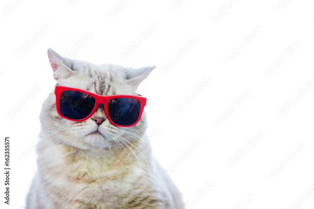 Fototapeta premium Portret jest ubranym okulary przeciwsłonecznych odizolowywających na białym tle kot