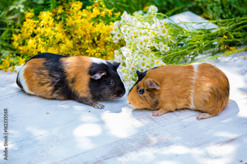 Two guinea pigs with flowers in the outdoor