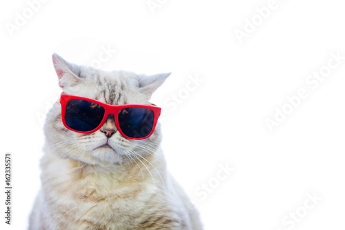 Portrait of cat wearing sunglasses isolated on white background