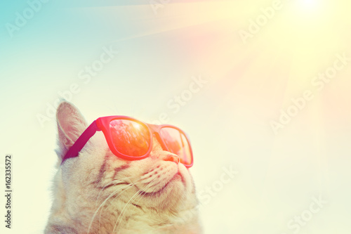 Fototapeta Naklejka Na Ścianę i Meble -  Portrait of cat wearing sunglasses against sky, looking at the sun