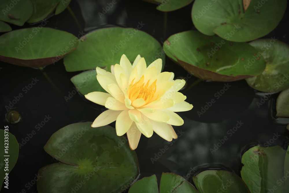 Yellow lotus in the garden, nature background Yellow lotus in the garden, nature background