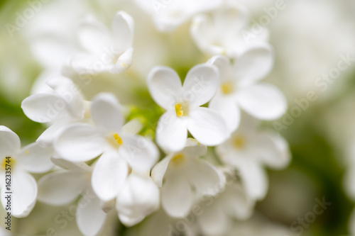 Fototapeta Naklejka Na Ścianę i Meble -  White flowers of lilac on nature