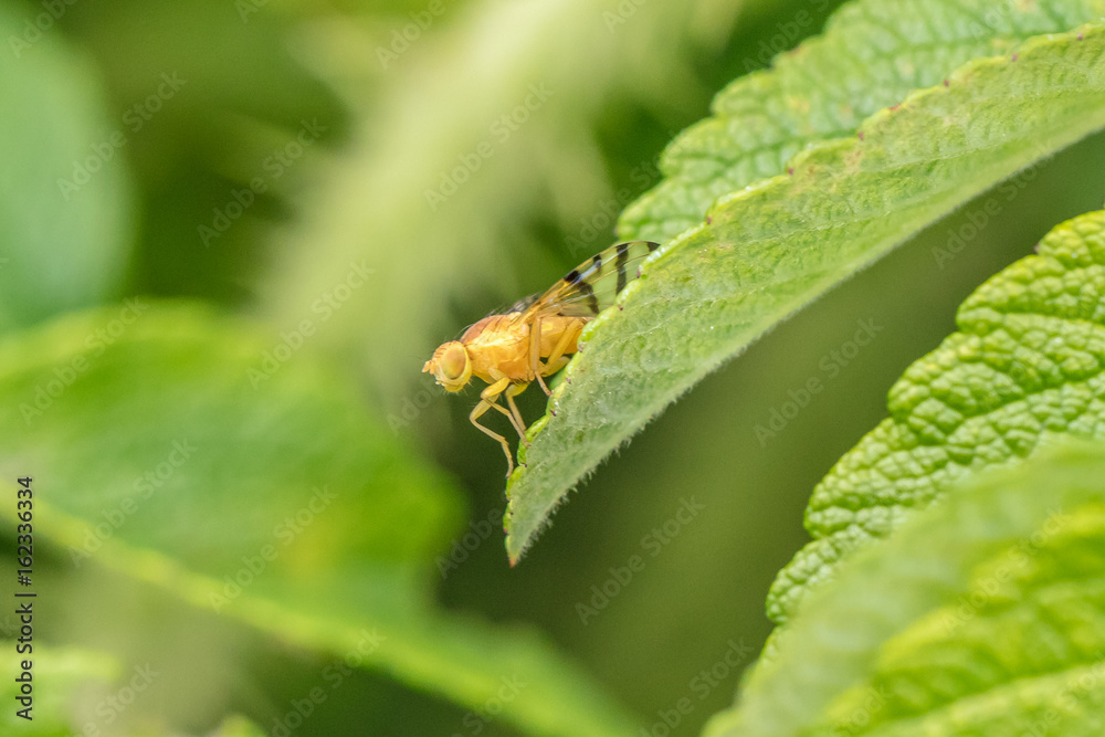 fliegen fliegen