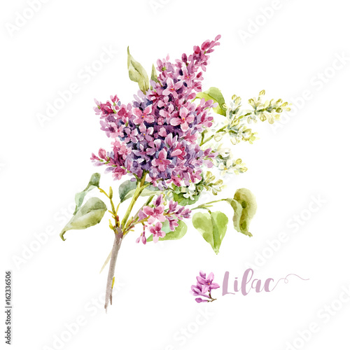 Watercolor vector lilac flower