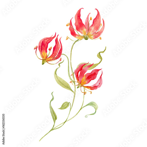 Watercolor vector gloriosa rothschildiana flower photo