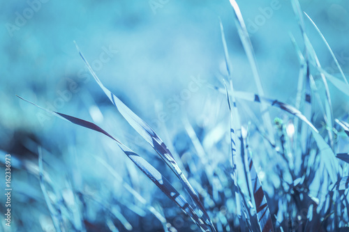 Cold background of tender blue grass