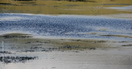 4k clouds reflect on lake,green aquatic plants floating on the lake surface,Napahai wetlands Shangri-La,china. photo