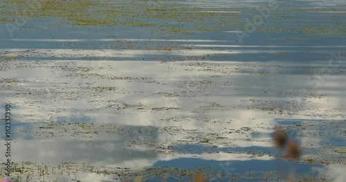 4k mountain & clouds reflect on lake,green aquatic plants floating on the lake surface,Napahai wetlands Shangri-La,china. photo