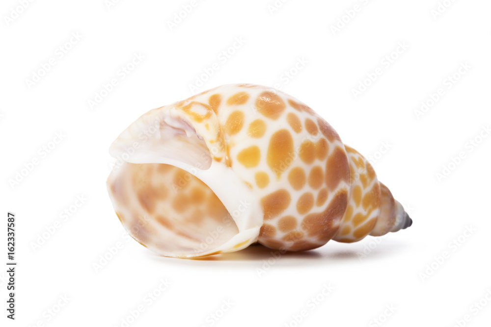 Seashell isolated on white background Seashell isolated on white background