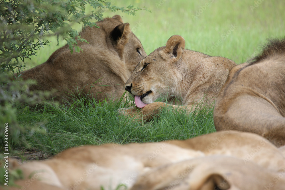 Fototapeta premium Lion wild dangerous mammal africa savannah Kenya