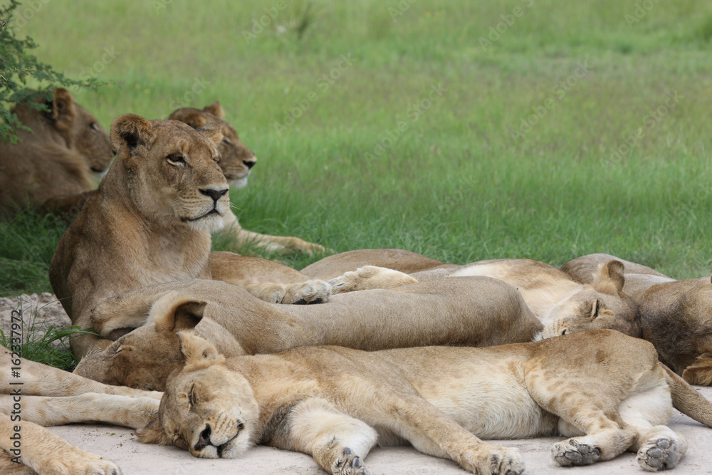Lion wild dangerous mammal africa savannah Kenya Lion wild dangerous mammal africa savannah Kenya