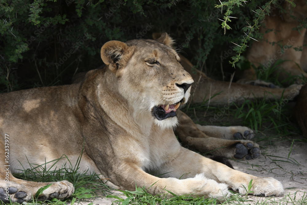 Lion wild dangerous mammal africa savannah Kenya Lion wild dangerous mammal africa savannah Kenya