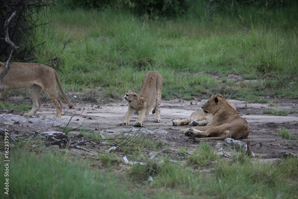 Lion wild dangerous mammal africa savannah Kenya Lion wild dangerous mammal africa savannah Kenya