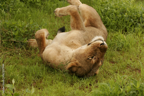 Lion wild dangerous mammal africa savannah Kenya © Valerijs Novickis