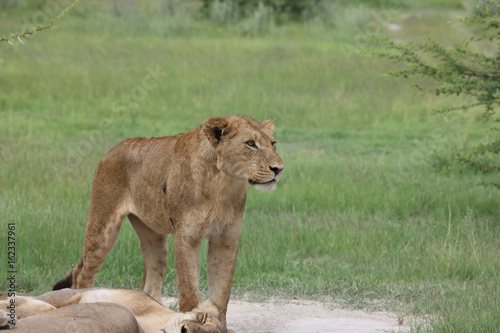 Lion wild dangerous mammal africa savannah Kenya