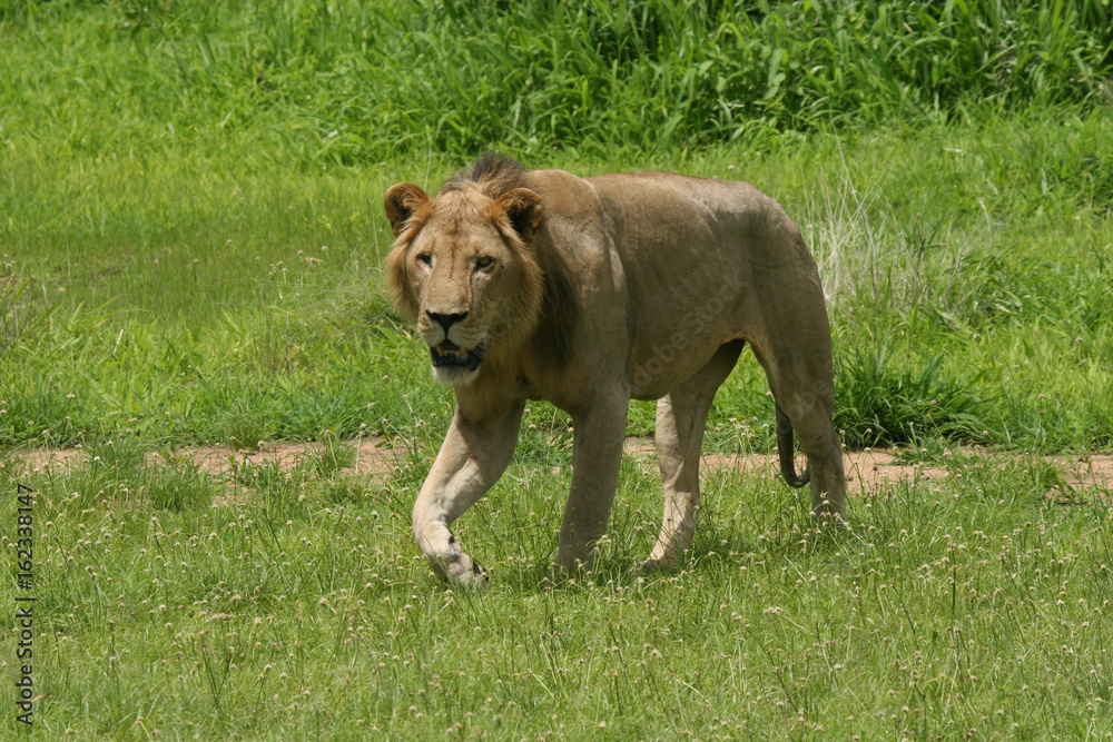 Lion wild dangerous mammal africa savannah Kenya Lion wild dangerous mammal africa savannah Kenya
