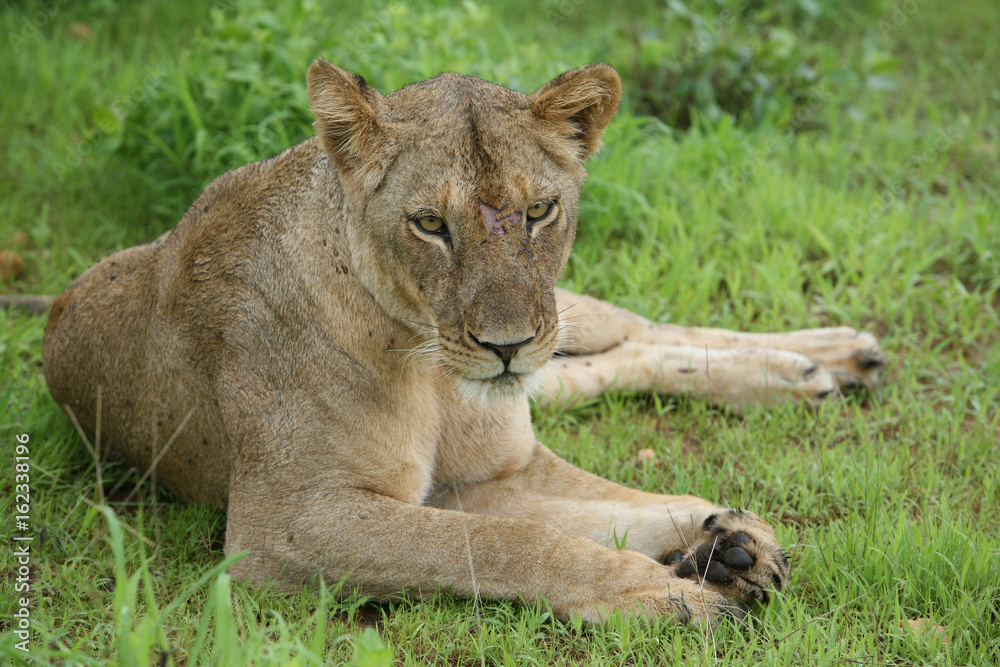 Lion wild dangerous mammal africa savannah Kenya Lion wild dangerous mammal africa savannah Kenya