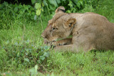 Lion wild dangerous mammal africa savannah Kenya