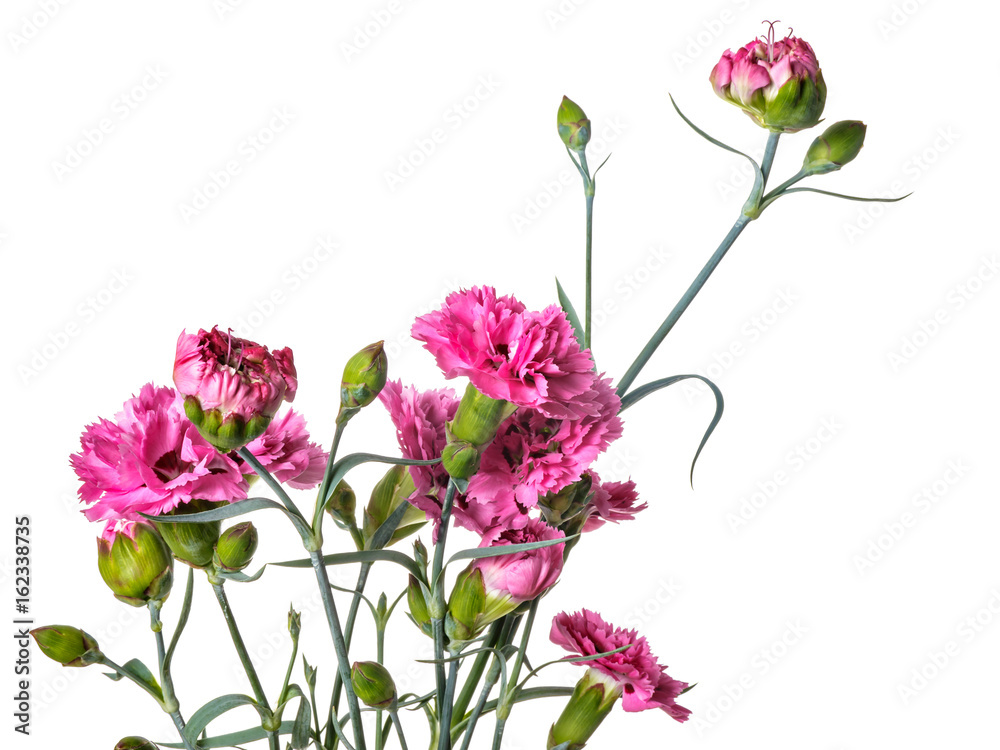 Bouquet of Carnation flowers isolated on a white background