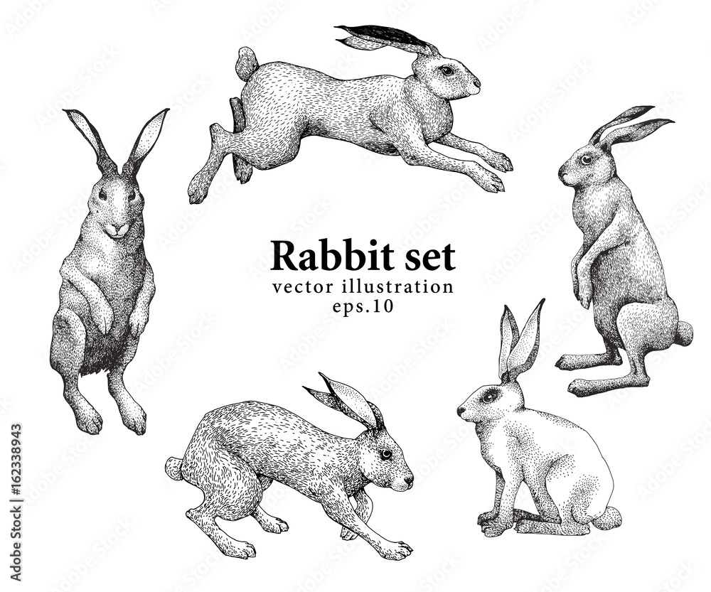Obraz premium Set of hand drawn rabbit illustrations isolated on white background. Vector vintage illustration.