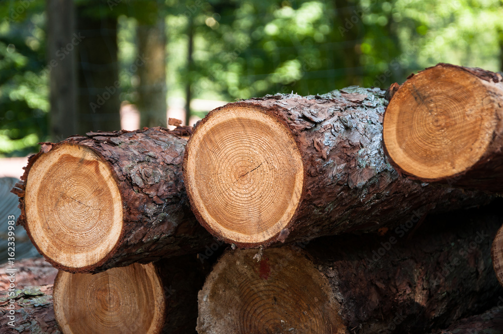 Holz Baumstämme Holz Baumstämme