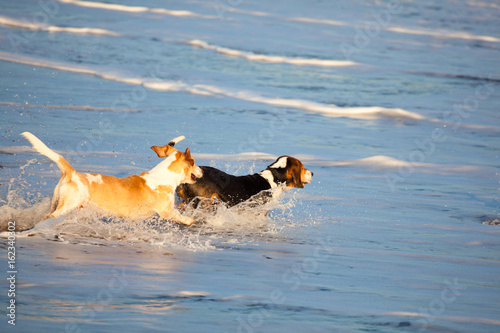 two basset hounds by sea