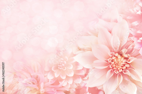 Summer blossoming dahlia, flower bokeh background, pastel and soft floral card