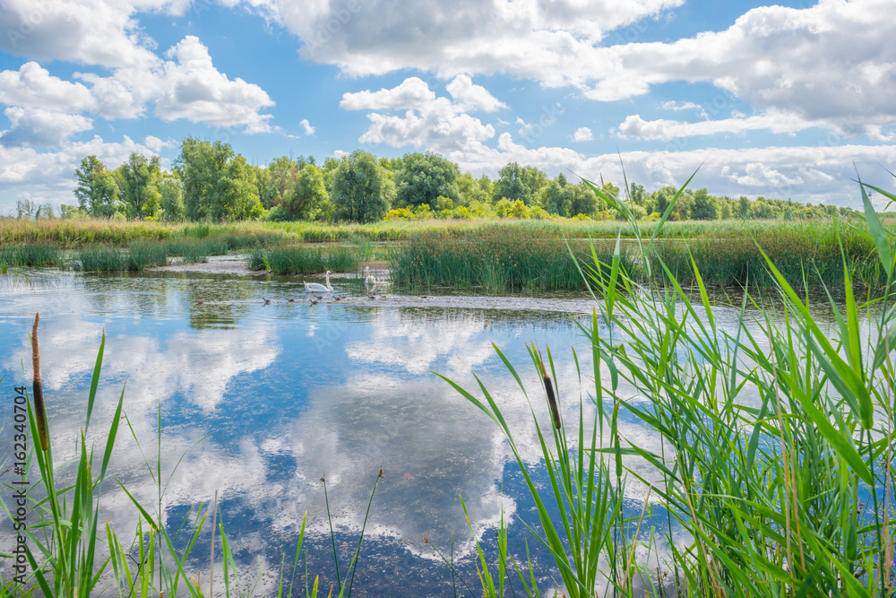 Obraz premium Swans and cygnets swimming in a lake in summer