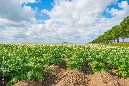 Potatoes growing in a field in summer