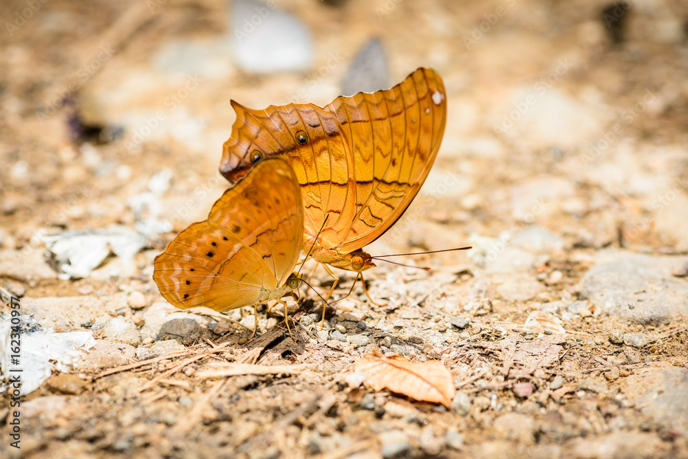 Fototapeta premium many pieridae butterflies gathering water on floor