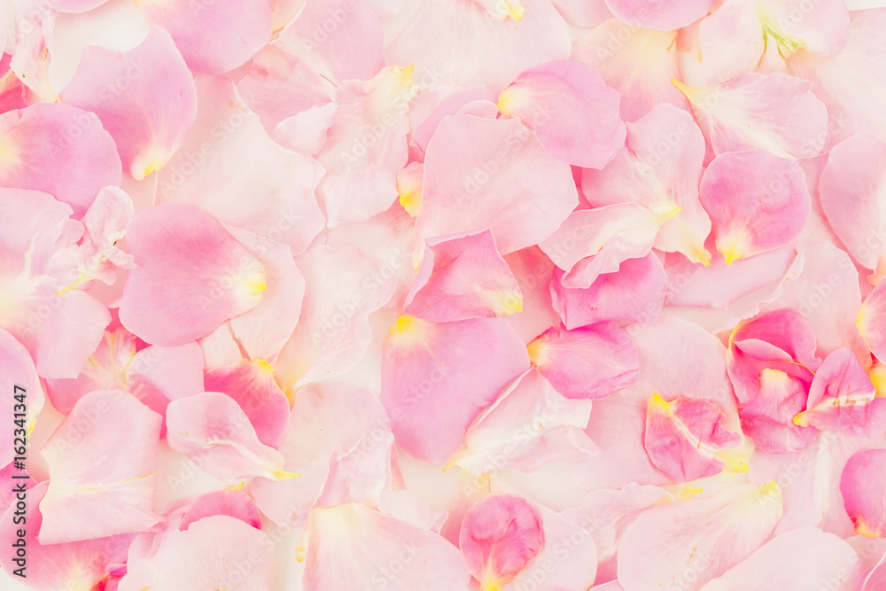 Pink rose petals. Flat lay, top view. Background of petals