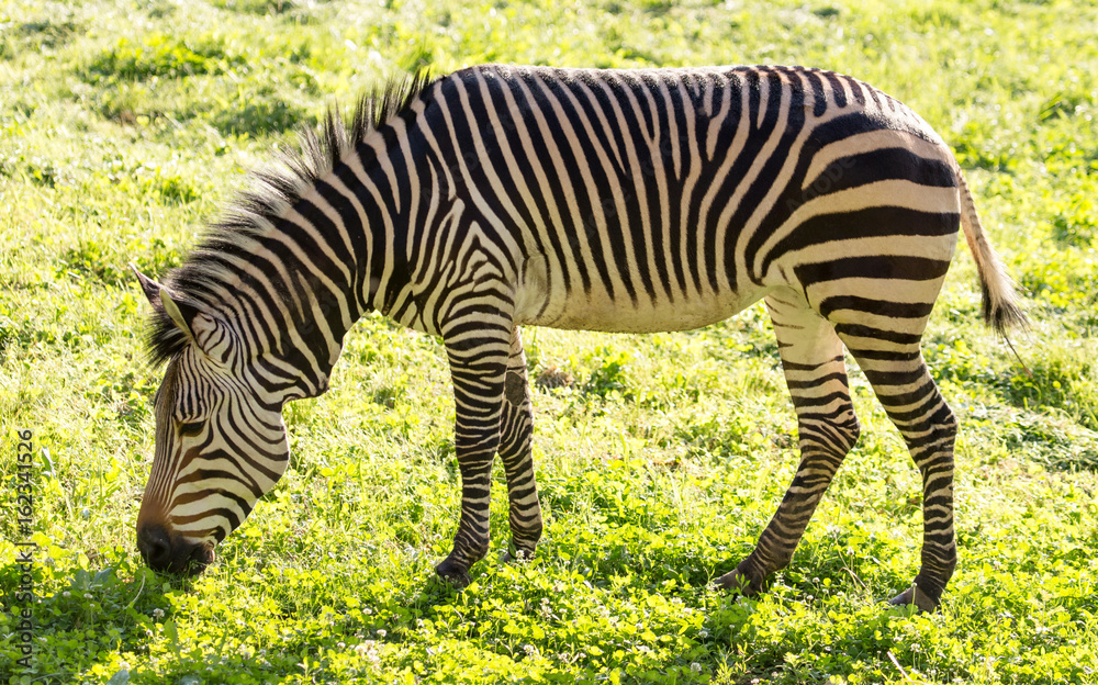 Fototapeta premium Zebra on green grass in nature