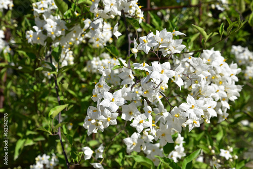 Solanum jasminoide au printemps au jardin