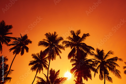Palm trees silhouettes on tropical beach at summer sunset © nevodka.com