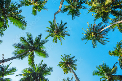 Exotic tropical coconut palm trees lush crowns perspective view