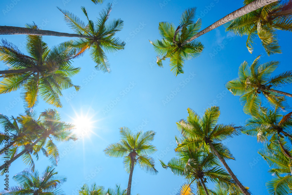 Coconut palm trees crowns perspective view Coconut palm trees crowns perspective view